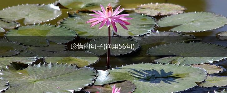 珍惜的句子(通用56句),第1张