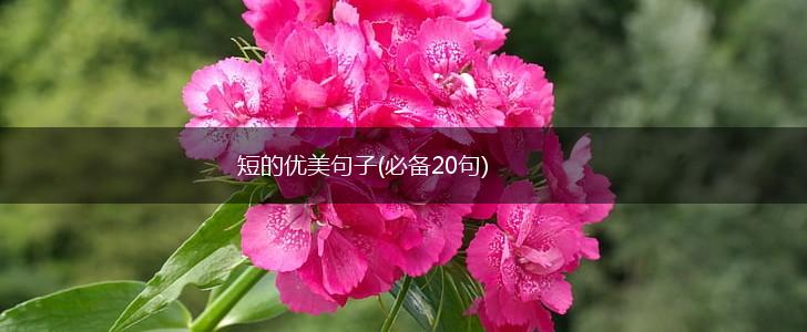 短的优美句子(必备20句),第1张