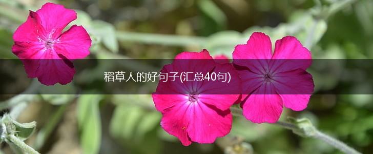 稻草人的好句子(汇总40句),第1张