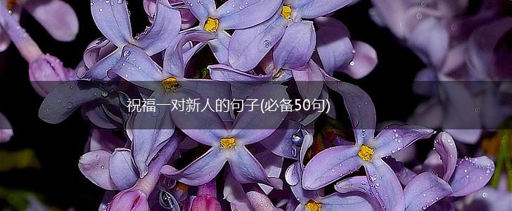 祝福一对新人的句子(必备50句),第1张
