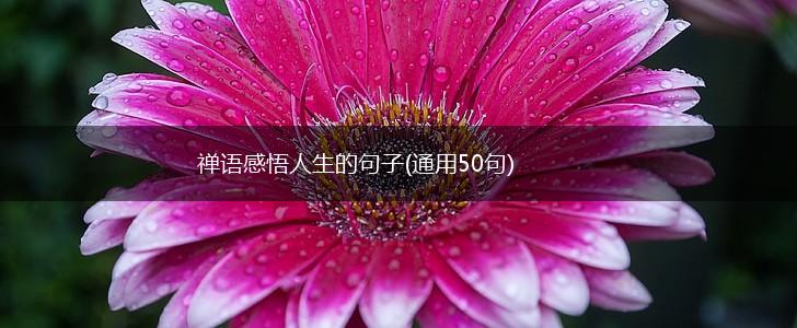 禅语感悟人生的句子(通用50句),第1张