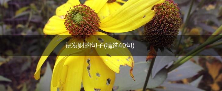 祝发财的句子(精选40句),第1张