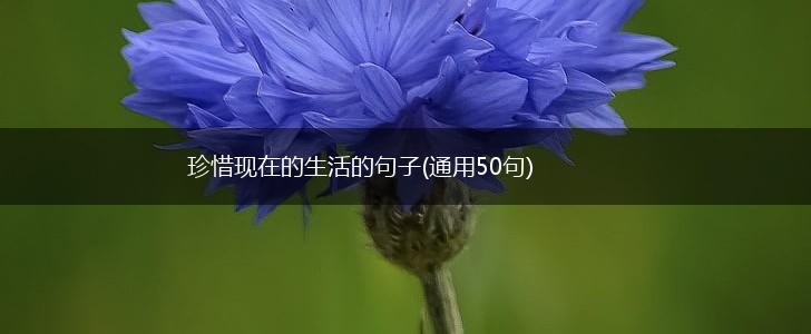 珍惜现在的生活的句子(通用50句),第1张