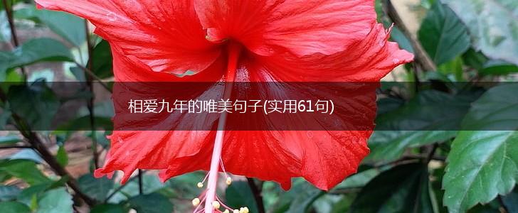 相爱九年的唯美句子(实用61句),第1张
