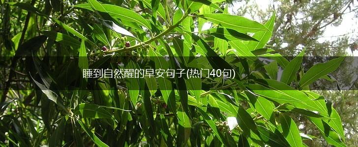 睡到自然醒的早安句子(热门40句),第1张