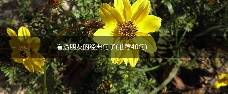 看透朋友的经典句子(推荐40句),第1张