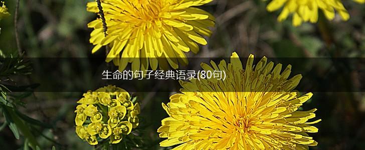 生命的句子经典语录(80句),第1张