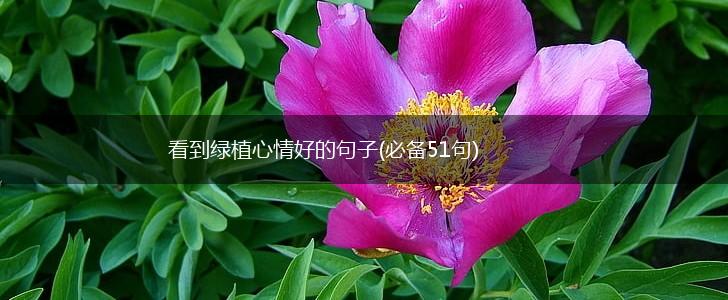 看到绿植心情好的句子(必备51句),第1张