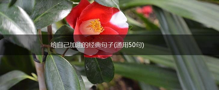 给自己加油的经典句子(通用50句),第1张