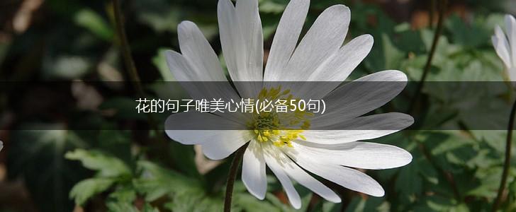 花的句子唯美心情(必备50句),第1张