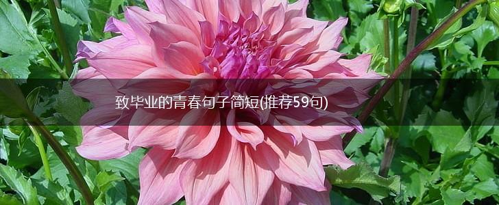 致毕业的青春句子简短(推荐59句),第1张