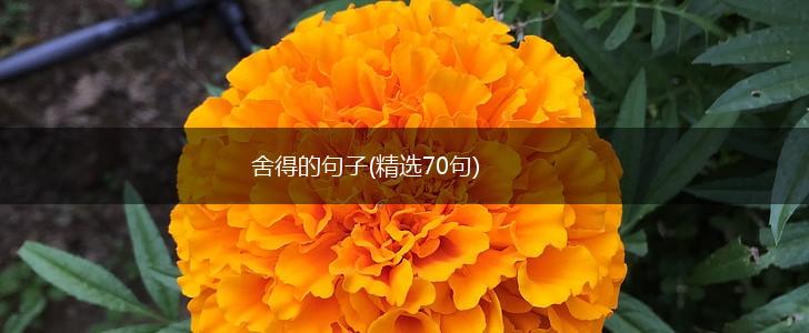 舍得的句子(精选70句),第1张