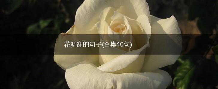 花凋谢的句子(合集40句),第1张