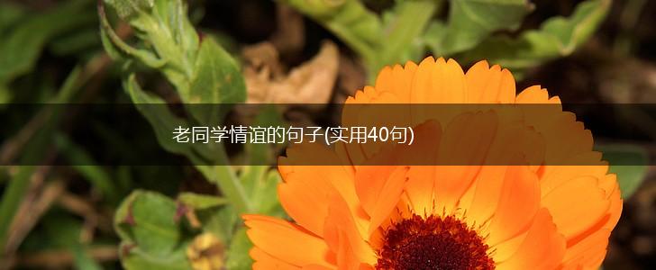 老同学情谊的句子(实用40句),第1张