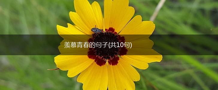 羡慕青春的句子(共10句),第1张