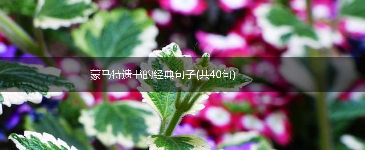 蒙马特遗书的经典句子(共40句),第1张