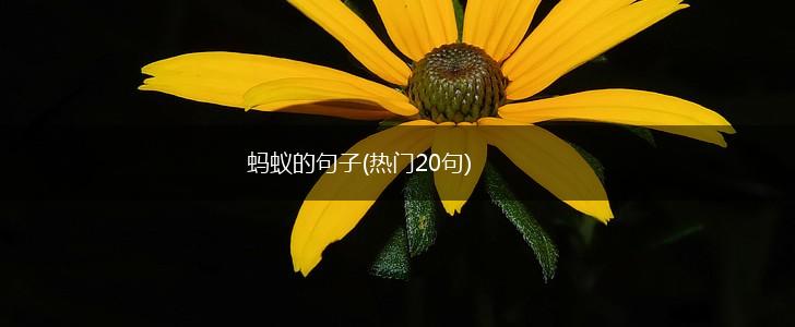蚂蚁的句子(热门20句),第1张