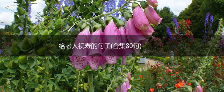 给老人祝寿的句子(合集80句),第1张