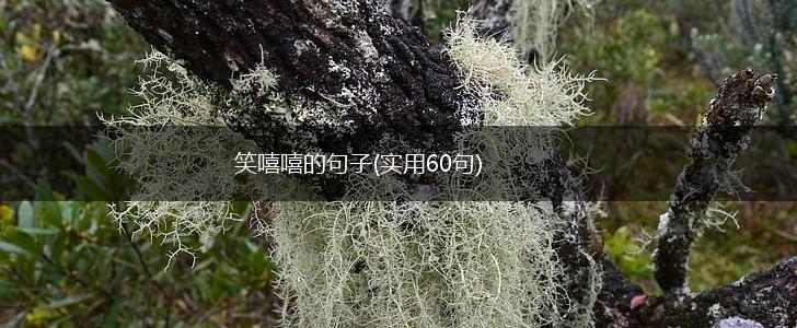 笑嘻嘻的句子(实用60句),第1张