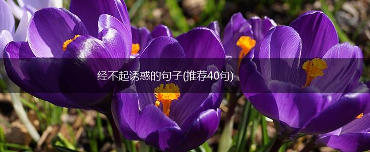 经不起诱惑的句子(推荐40句),第1张