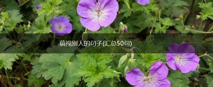 藐视别人的句子(汇总50句),第1张