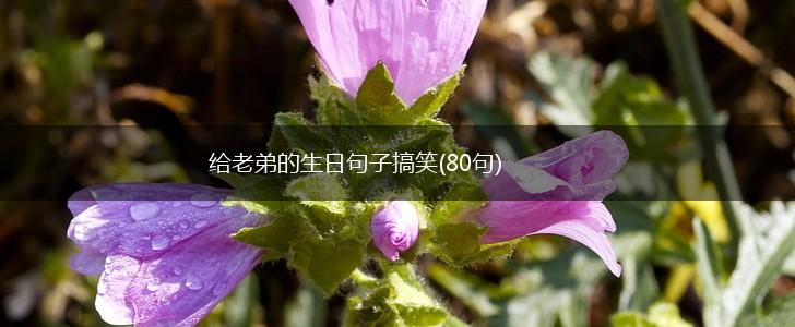 给老弟的生日句子搞笑(80句),第1张