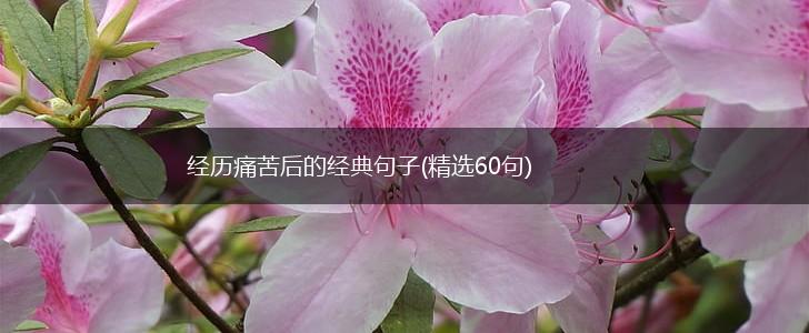 经历痛苦后的经典句子(精选60句),第1张