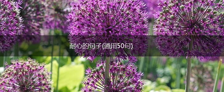 耐心的句子(通用50句),第1张