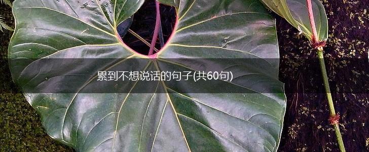累到不想说话的句子(共60句),第1张