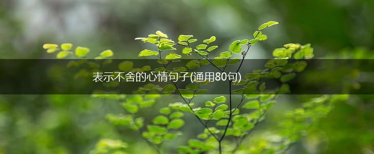 表示不舍的心情句子(通用80句),第1张