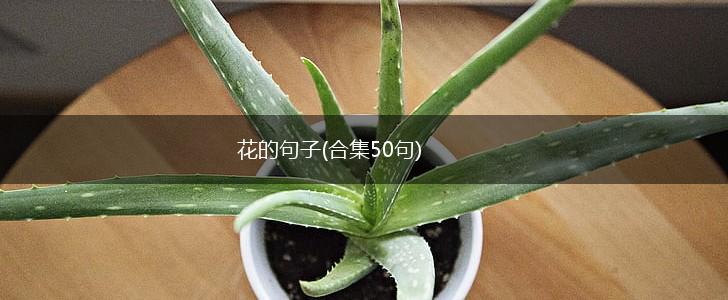 花的句子(合集50句),第1张