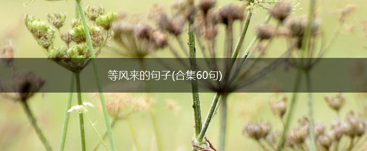 等风来的句子(合集60句),第1张