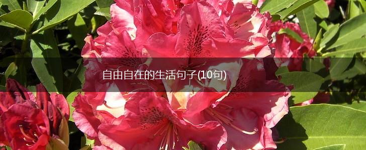 自由自在的生活句子(10句),第1张
