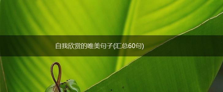 自我欣赏的唯美句子(汇总60句),第1张