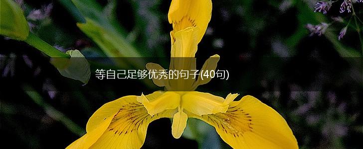 等自己足够优秀的句子(40句),第1张