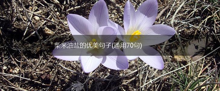 柴米油盐的优美句子(通用70句),第1张