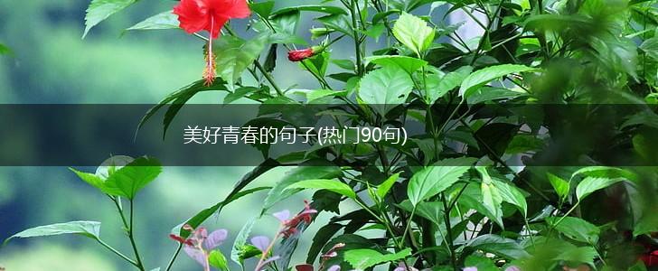 美好青春的句子(热门90句),第1张
