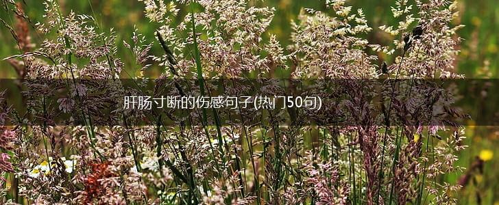 肝肠寸断的伤感句子(热门50句),第1张