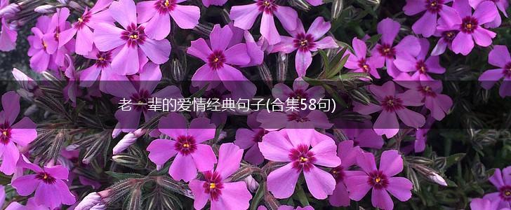 老一辈的爱情经典句子(合集58句),第1张