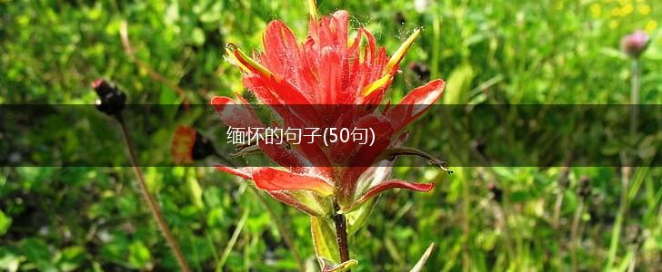 缅怀的句子(50句),第1张