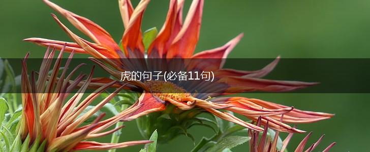虎的句子(必备11句),第1张
