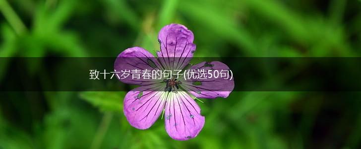 致十六岁青春的句子(优选50句),第1张