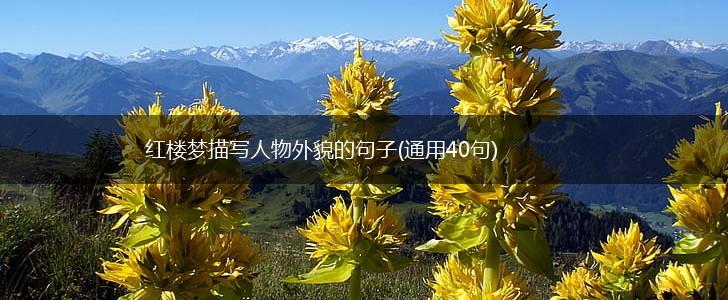红楼梦描写人物外貌的句子(通用40句),第1张