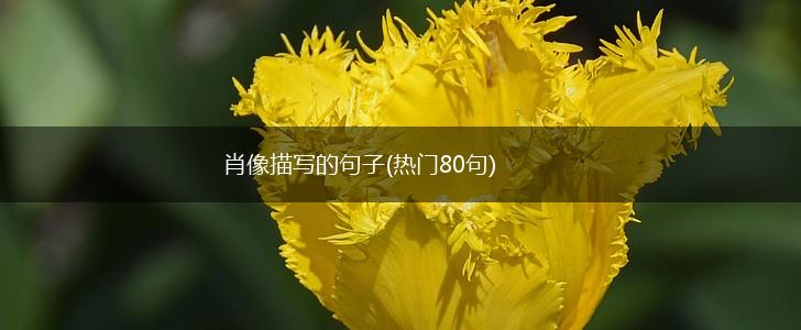 肖像描写的句子(热门80句),第1张