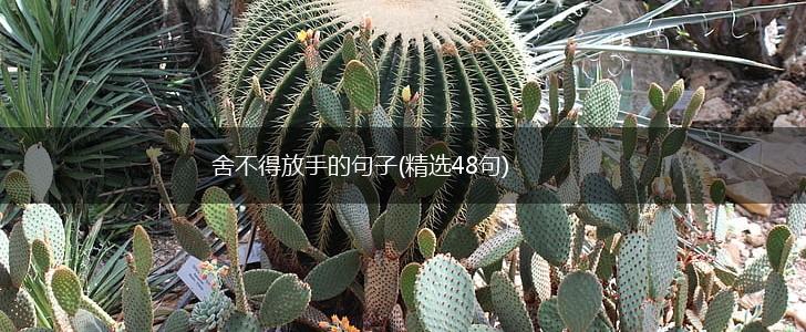 舍不得放手的句子(精选48句),第1张