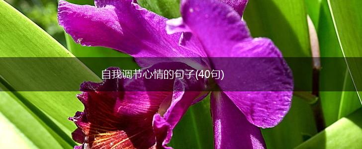 自我调节心情的句子(40句),第1张
