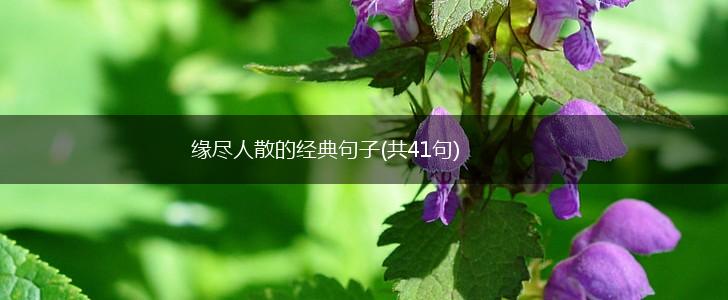 缘尽人散的经典句子(共41句),第1张