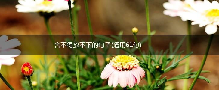 舍不得放不下的句子(通用61句),第1张