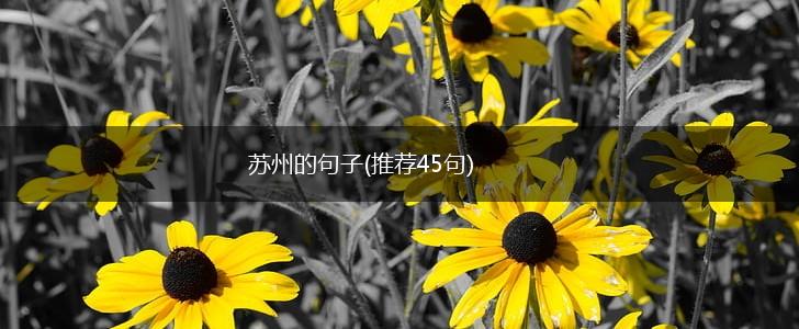 苏州的句子(推荐45句),第1张