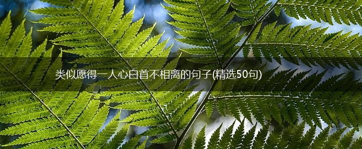 类似愿得一人心白首不相离的句子(精选50句),第1张